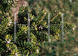 Picture of Abies koreana 'Compact Dwarf'