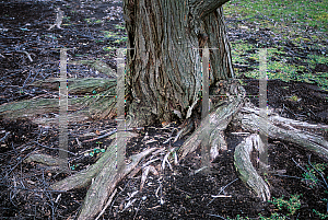 Picture of Cercidiphyllum japonicum 