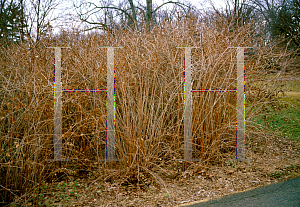 Picture of Lonicera fragrantissima 