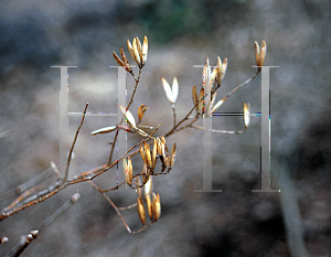 Picture of Syringa pekinensis 