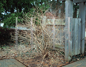 Picture of Viburnum x juddii 