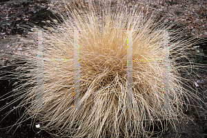 Picture of Pennisetum alopecuroides 'Hamelin'