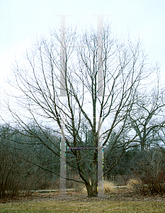 Picture of Quercus muehlenbergii 