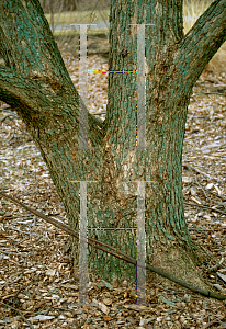 Picture of Quercus muehlenbergii 