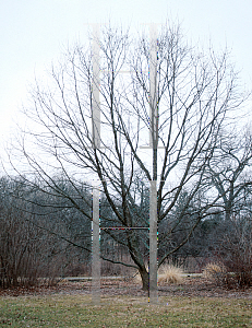 Picture of Quercus muehlenbergii 