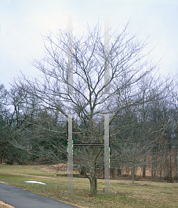 Picture of Crataegus viridis 'Winter King'