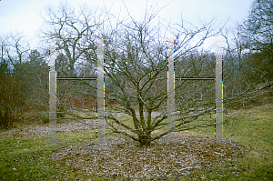 Picture of Crataegus crus-galli var. inermis 