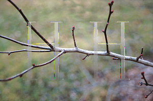 Picture of Crataegus crus-galli var. inermis 