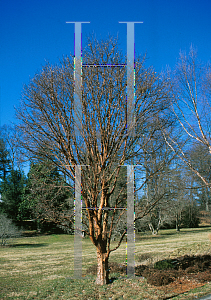 Picture of Acer griseum 