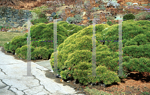 Picture of Pinus mugo var. mugo 