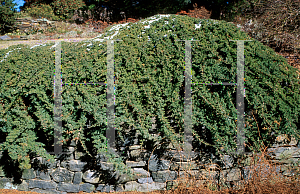Picture of Juniperus procumbens 'Nana'