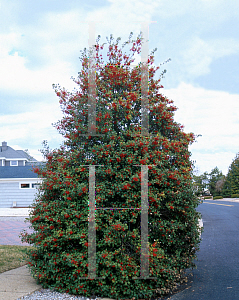 Picture of Ilex opaca 