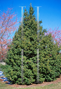 Picture of Ilex opaca 'Xanthocarpa'