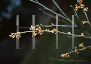 Picture of Hamamelis vernalis 'Autumn Embers'