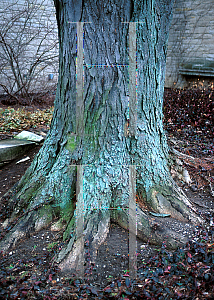 Picture of Gleditsia triacanthos 