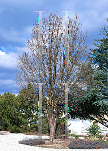 Picture of Sorbus aucuparia 