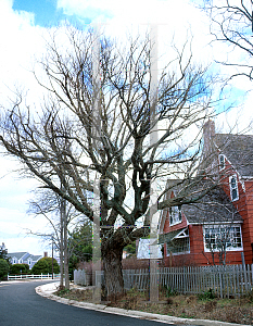 Picture of Robinia pseudoacacia 