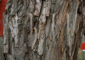 Picture of Robinia pseudoacacia 