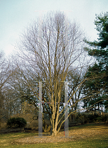 Picture of Cercidiphyllum japonicum 