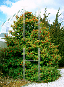 Picture of Ilex opaca 