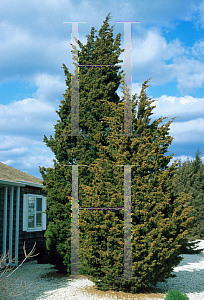 Picture of Juniperus virginiana 