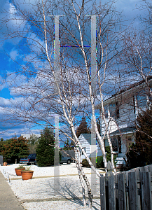 Picture of Betula populifolia 