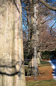 Picture of Taxodium distichum 