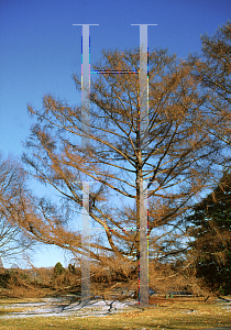 Picture of Larix kaempferi 