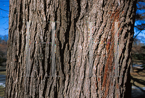 Picture of Quercus macrocarpa var. olivaeformis 