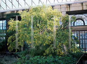 Picture of Acacia pubescens 