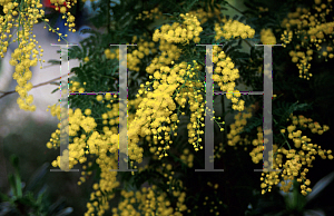 Picture of Acacia pubescens 