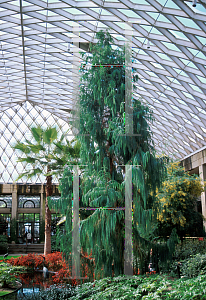 Picture of Cupressus himalaica var. darjeelingensis 