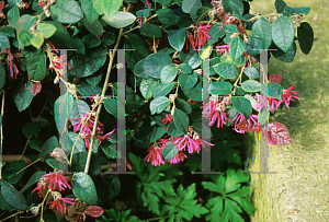 Picture of Loropetalum chinense var. rubrum 