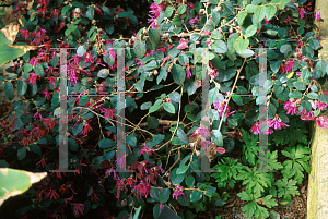 Picture of Loropetalum chinense var. rubrum 