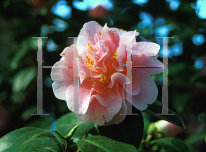 Picture of Camellia japonica 'Amity Wilson'