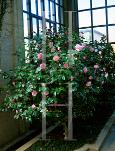 Picture of Camellia japonica 'Amity Wilson'