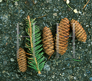 Picture of Picea abies 