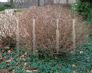 Picture of Hypericum frondosum 'Sunburst'