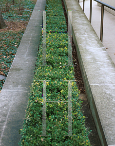 Picture of Buxus  'Glencoe (Chicagoland Green)'