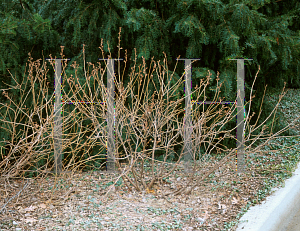 Picture of Rhus aromatica 'Green Globe'