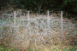 Picture of Rubus cockburnianus 