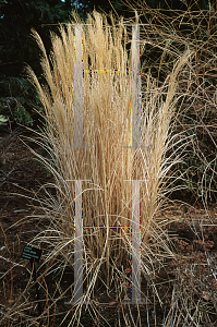 Picture of Miscanthus sinensis 'Sarabande'