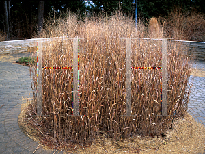 Picture of Panicum virgatum 'Heavy Metal'