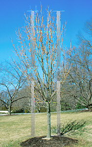 Picture of Fraxinus excelsior 'Aurea'