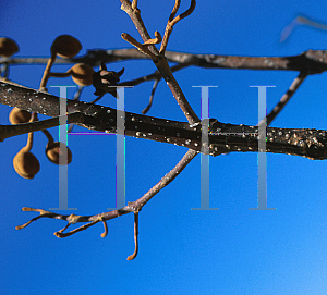 Picture of Paulownia tomentosa 