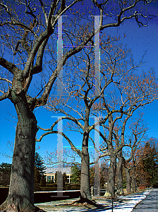 Picture of Paulownia tomentosa 