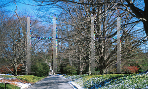 Picture of Fagus sylvatica 