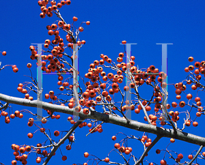 Picture of Crataegus viridis 'Winter King'