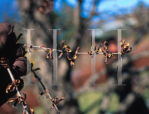 Picture of Cercidiphyllum japonicum 