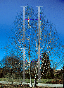 Picture of Betula utilis var. jacquemontii 